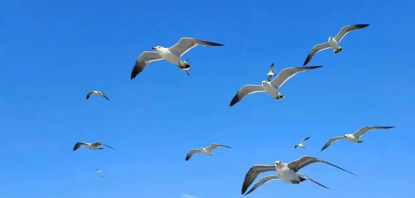 幻灯片-姜计究计